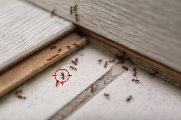 Best Exterminator Services  in Granville, OH