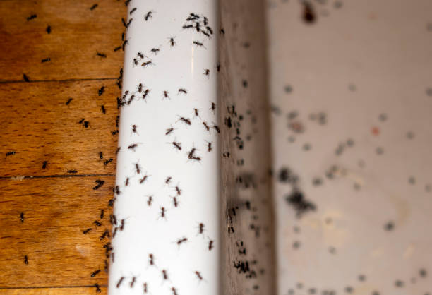 Best Mosquito Control Services  in Granville, OH