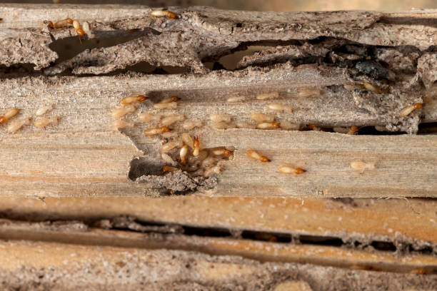 Best Wildlife Control Services  in Granville, OH